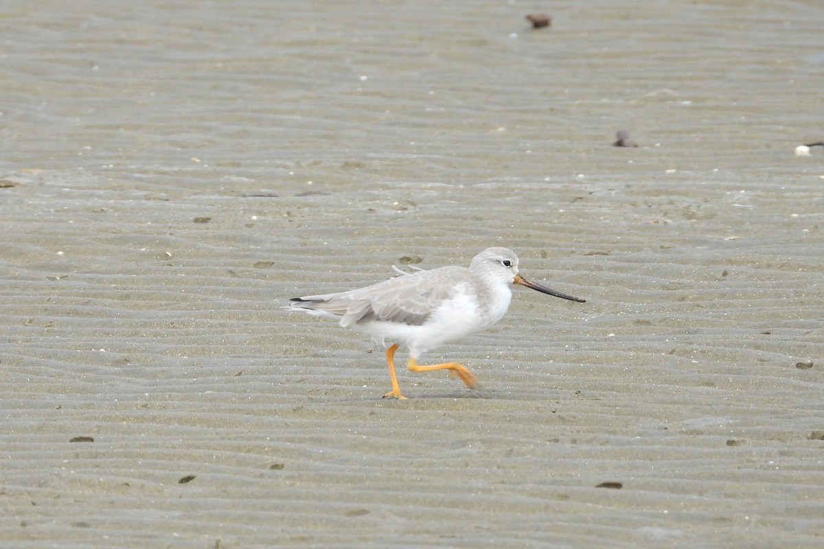 ソリハシシギ - ML646882584