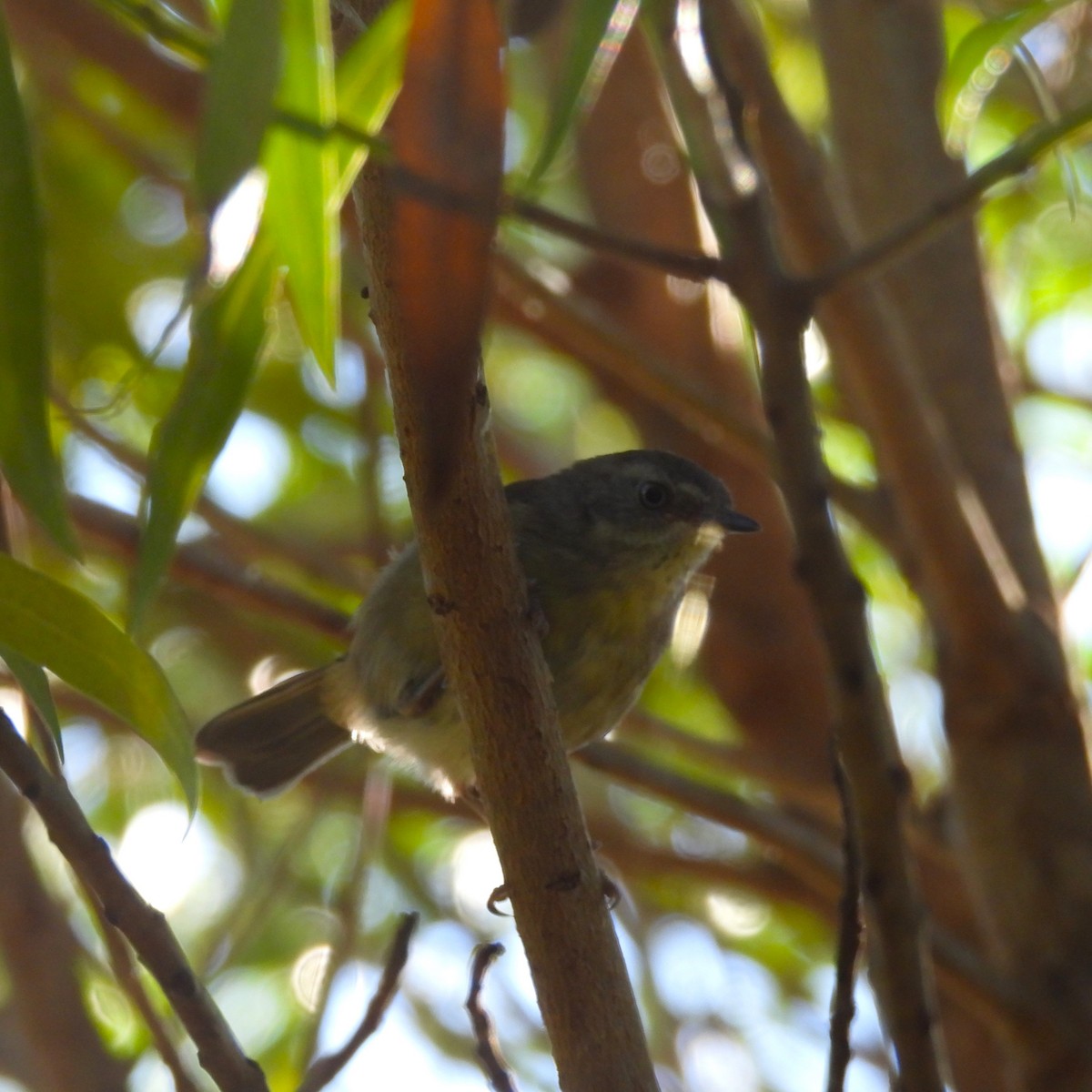 White-browed Scrubwren (White-browed) - ML646882585
