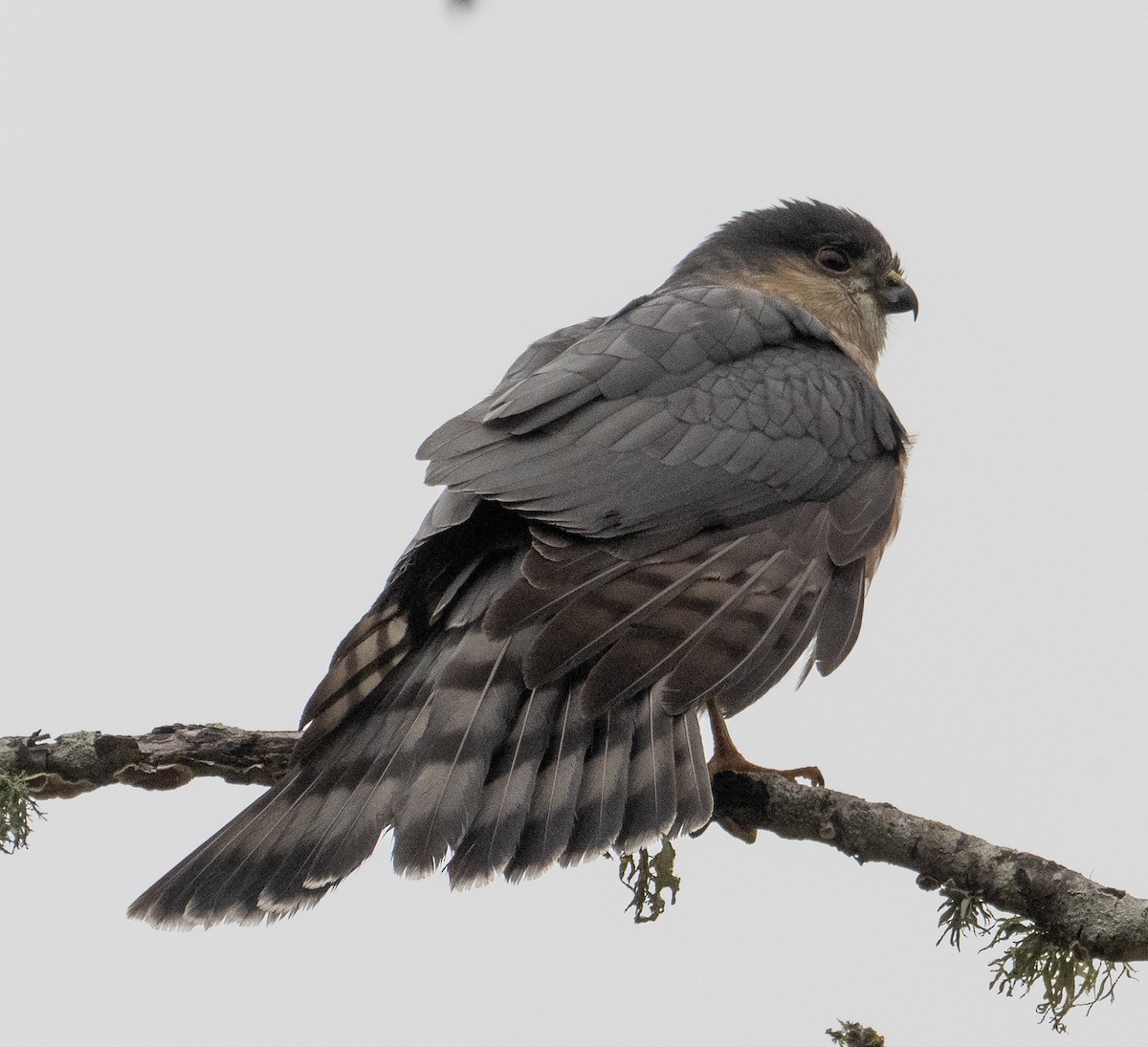 Épervier brun - ML646882586