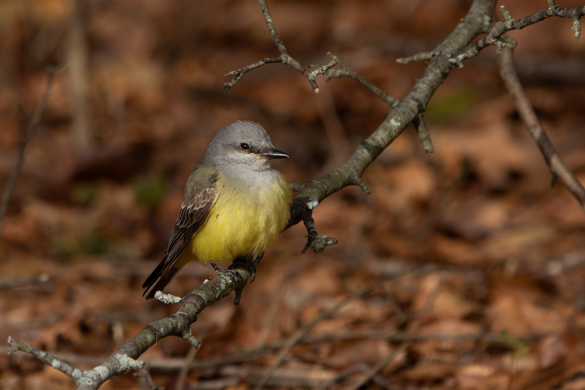 Western Kingbird - ML646882587