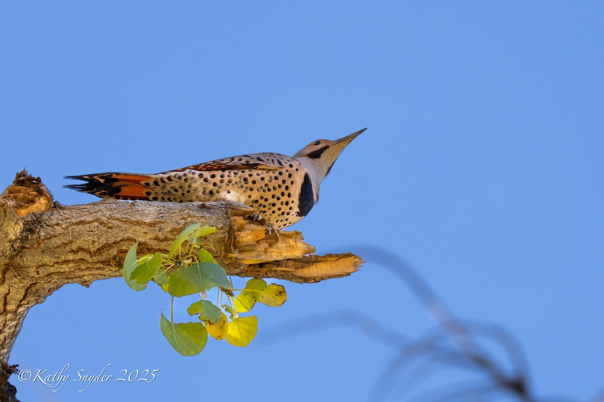 Northern Flicker (Yellow-shafted x Red-shafted) - ML646882588