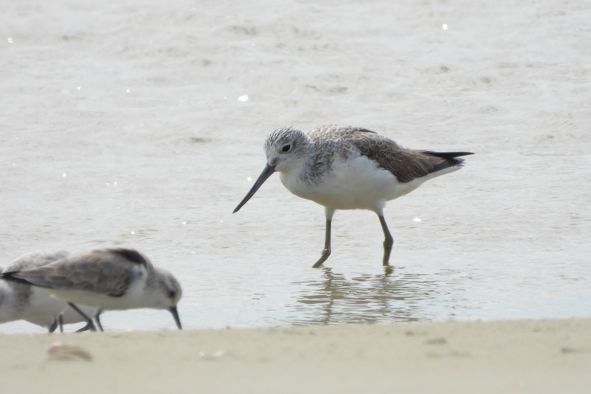 Common Greenshank - ML646882589