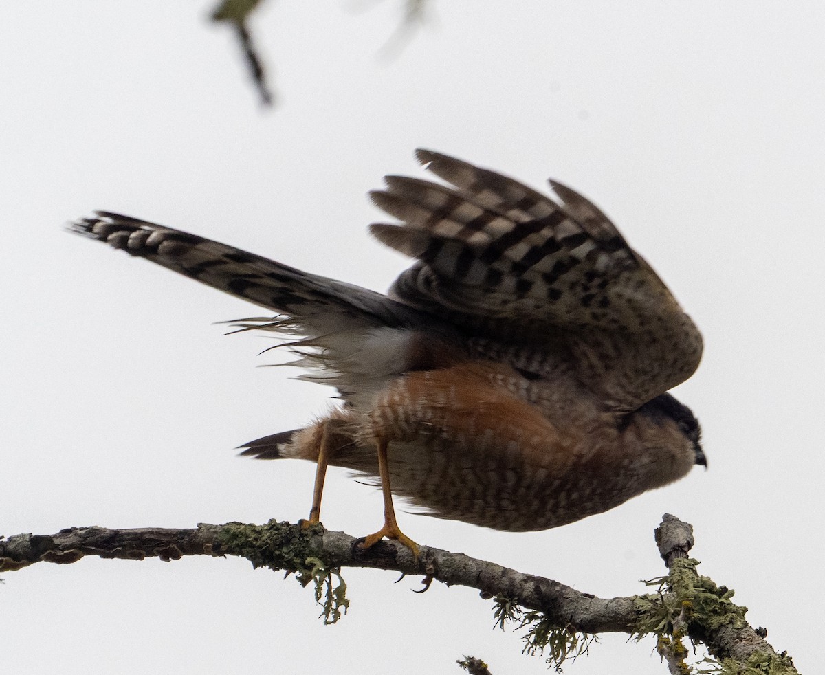 Épervier brun - ML646882591