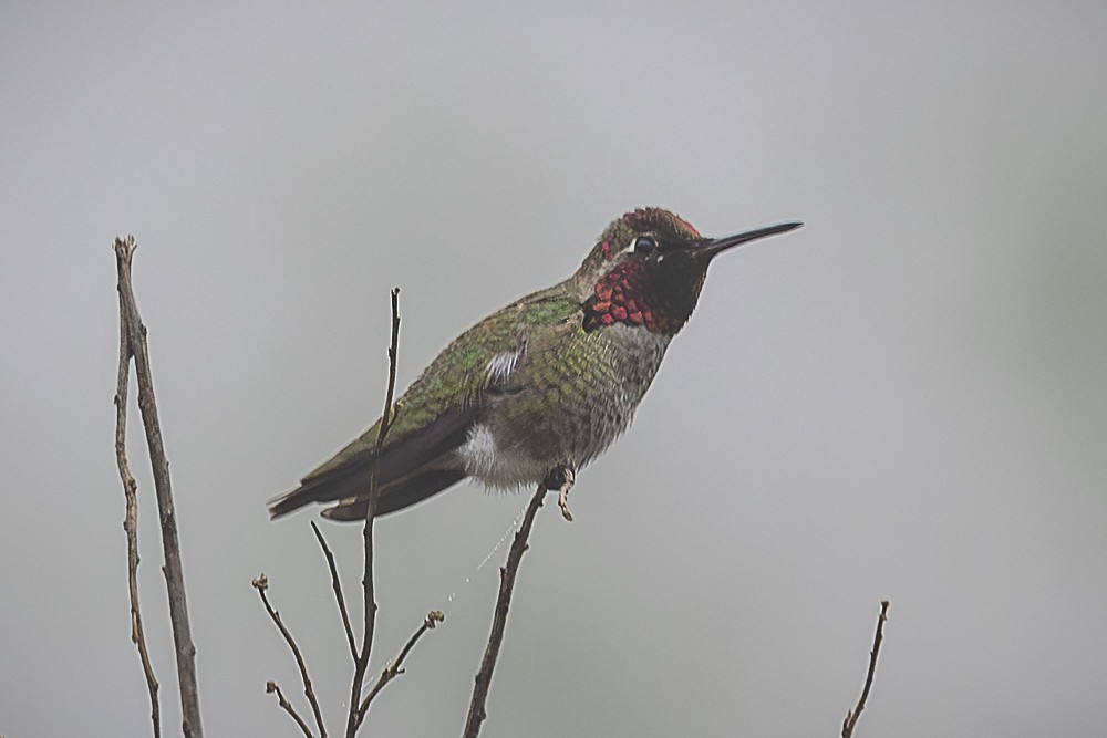 Anna's Hummingbird - ML646882593