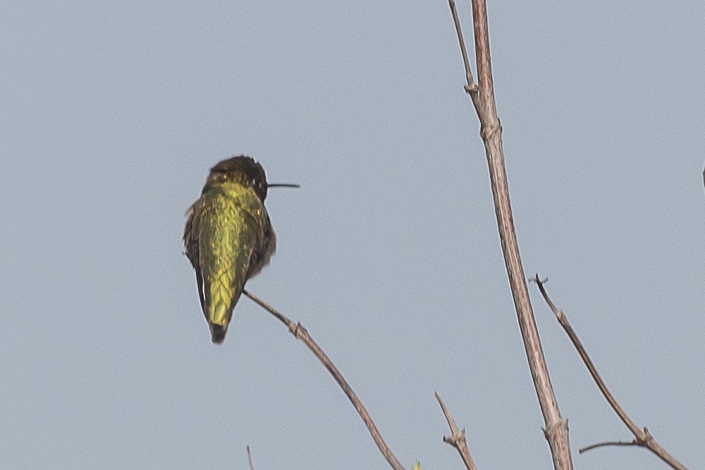 Anna's Hummingbird - ML646882594