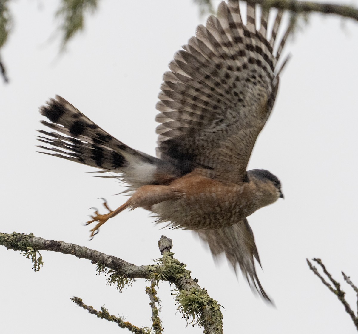 Épervier brun - ML646882595