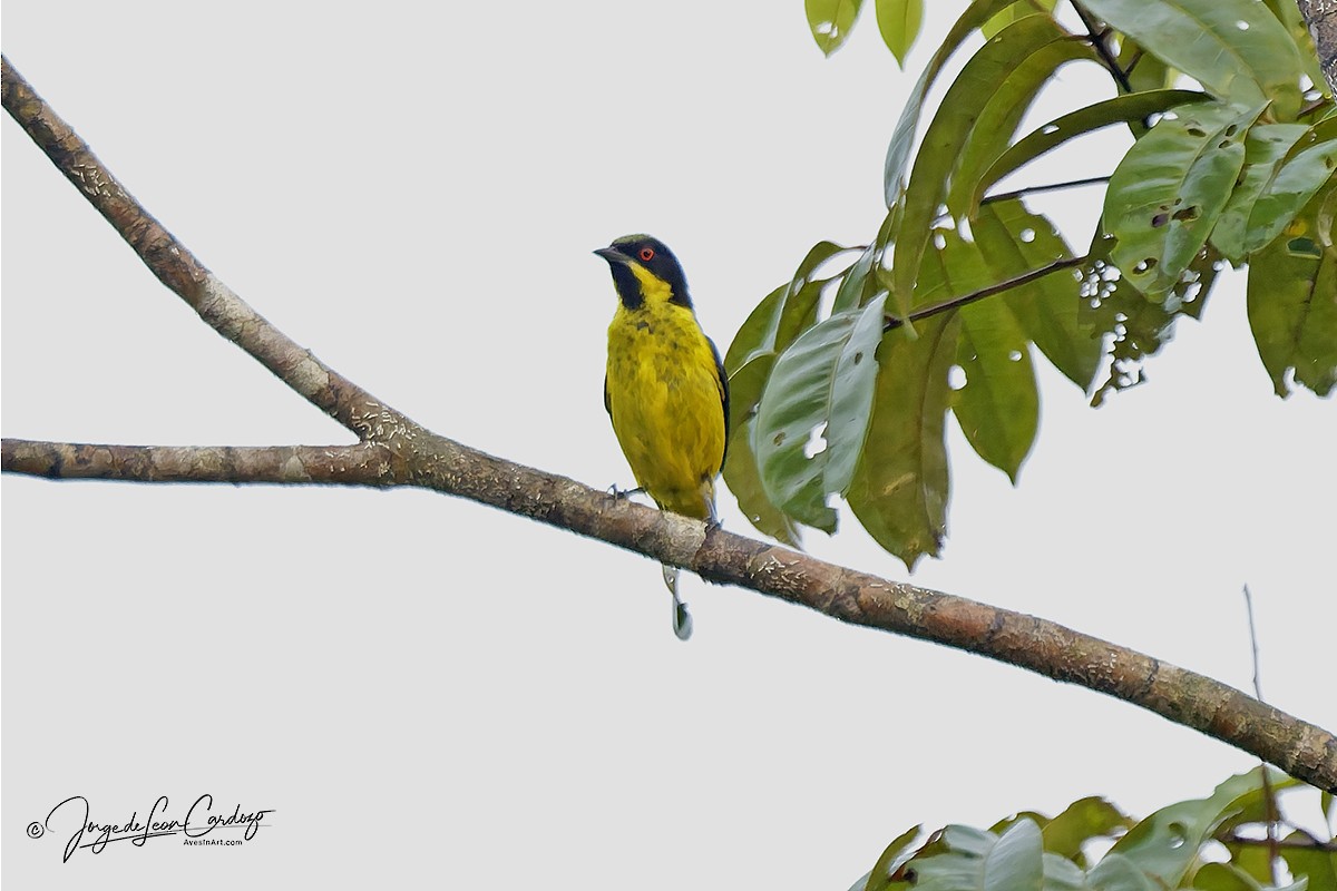 Yellow-bellied Dacnis - ML646882596