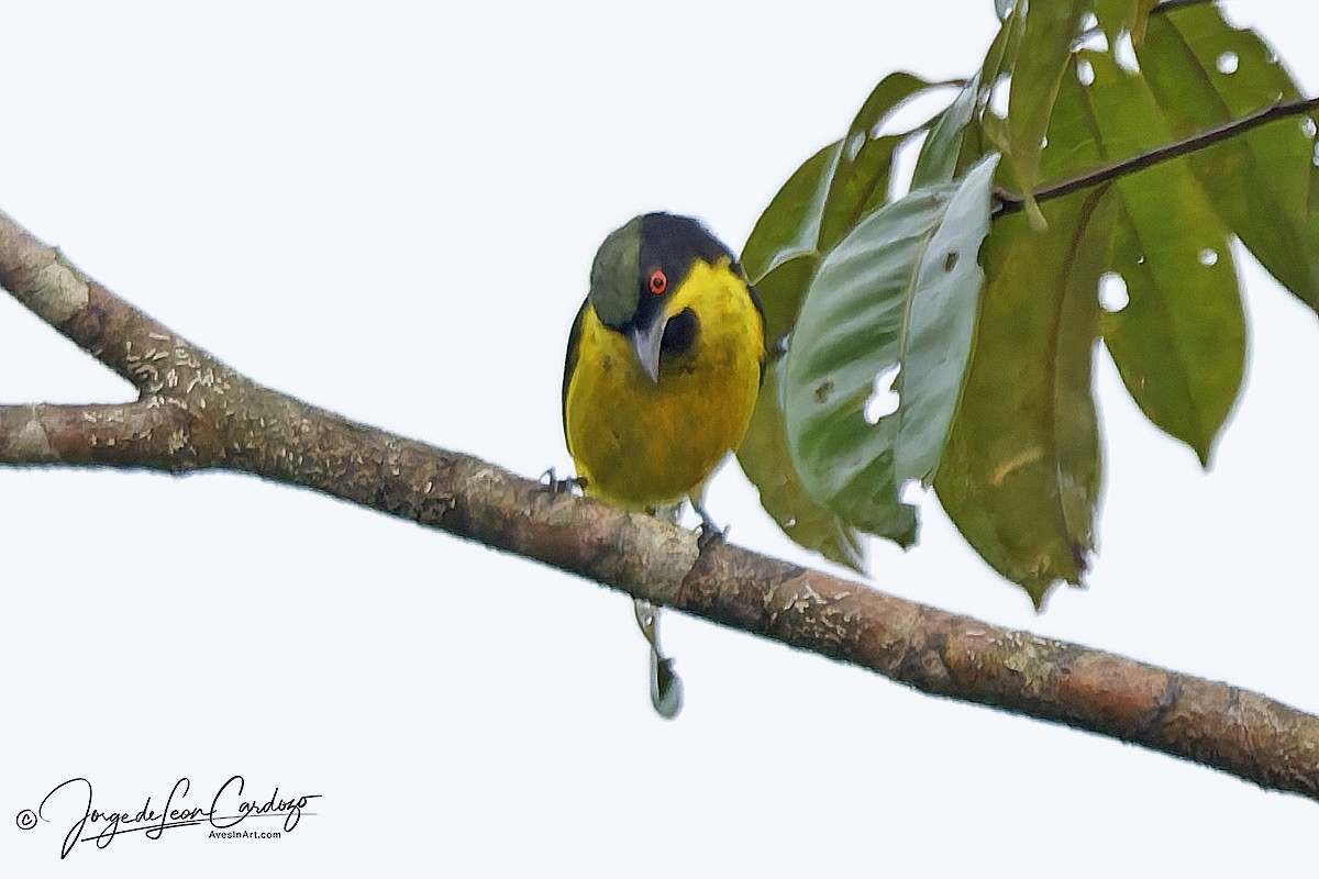 Yellow-bellied Dacnis - ML646882597