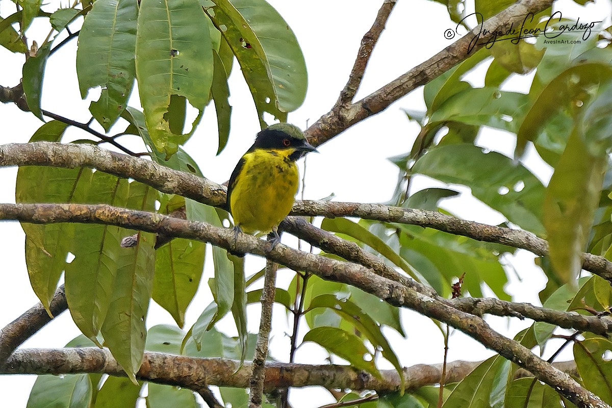 Yellow-bellied Dacnis - ML646882598