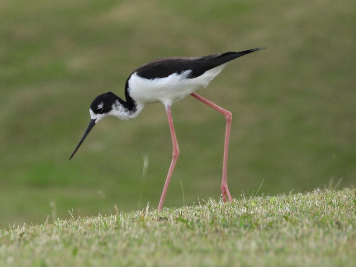Cigüeñuela Cuellinegra (Hawaiana) - ML646882600