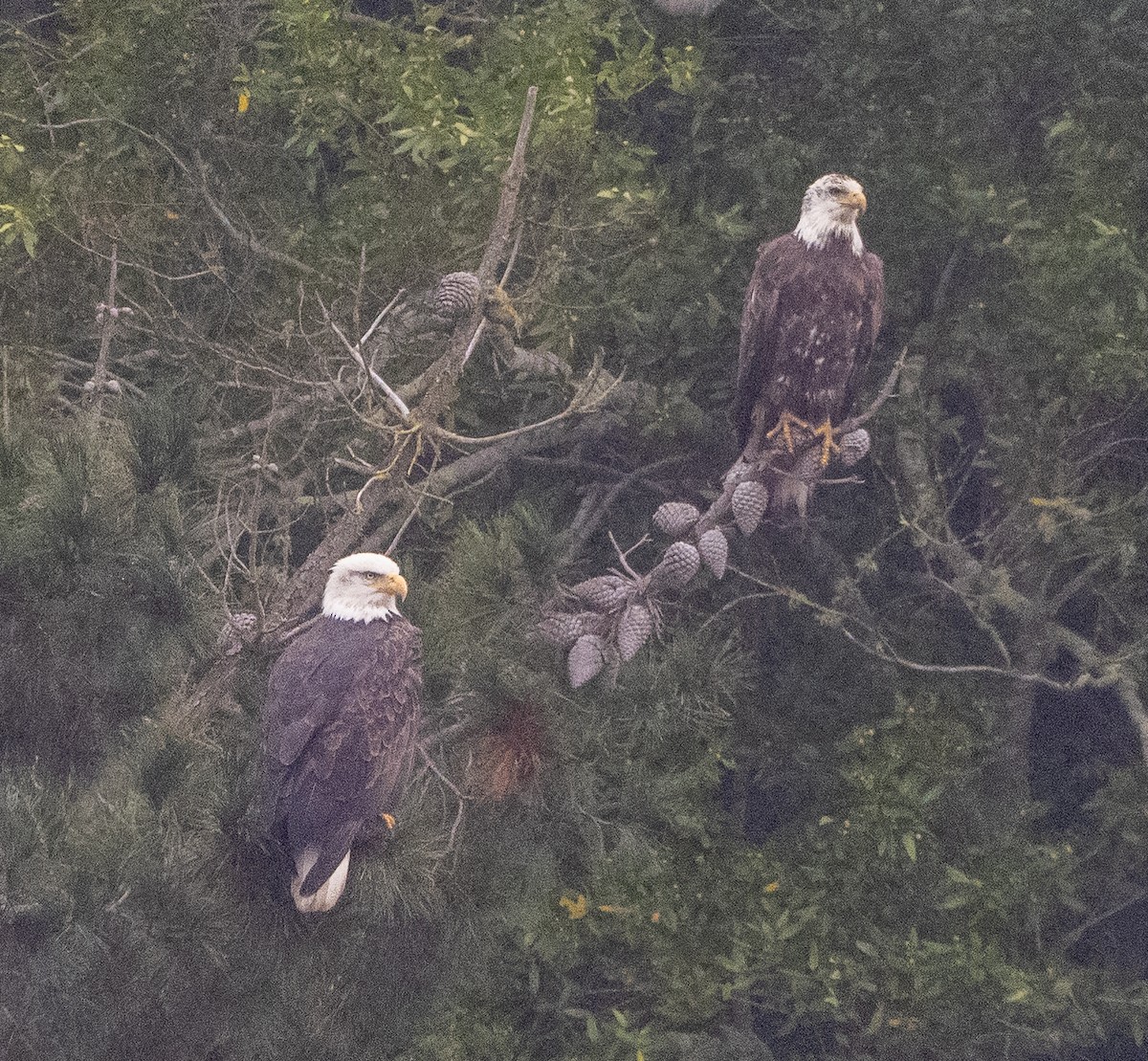 Pygargue à tête blanche - ML646882601