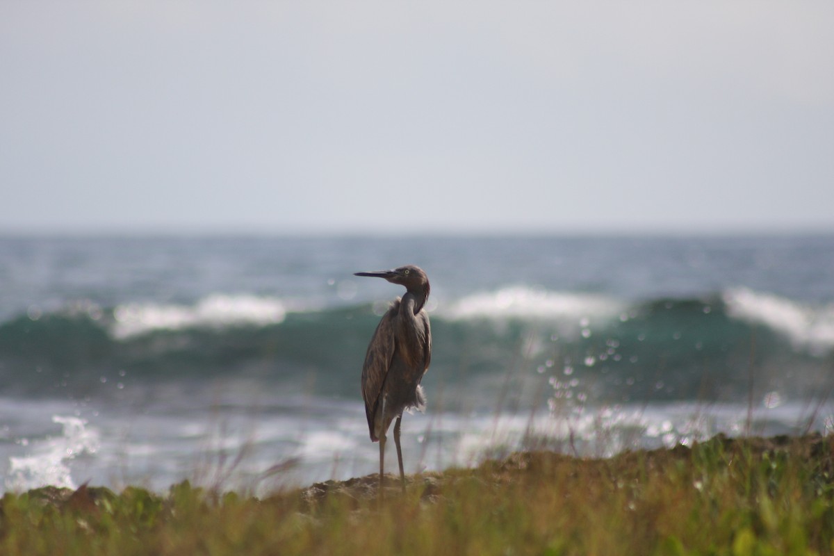 volavka červenavá - ML646882603