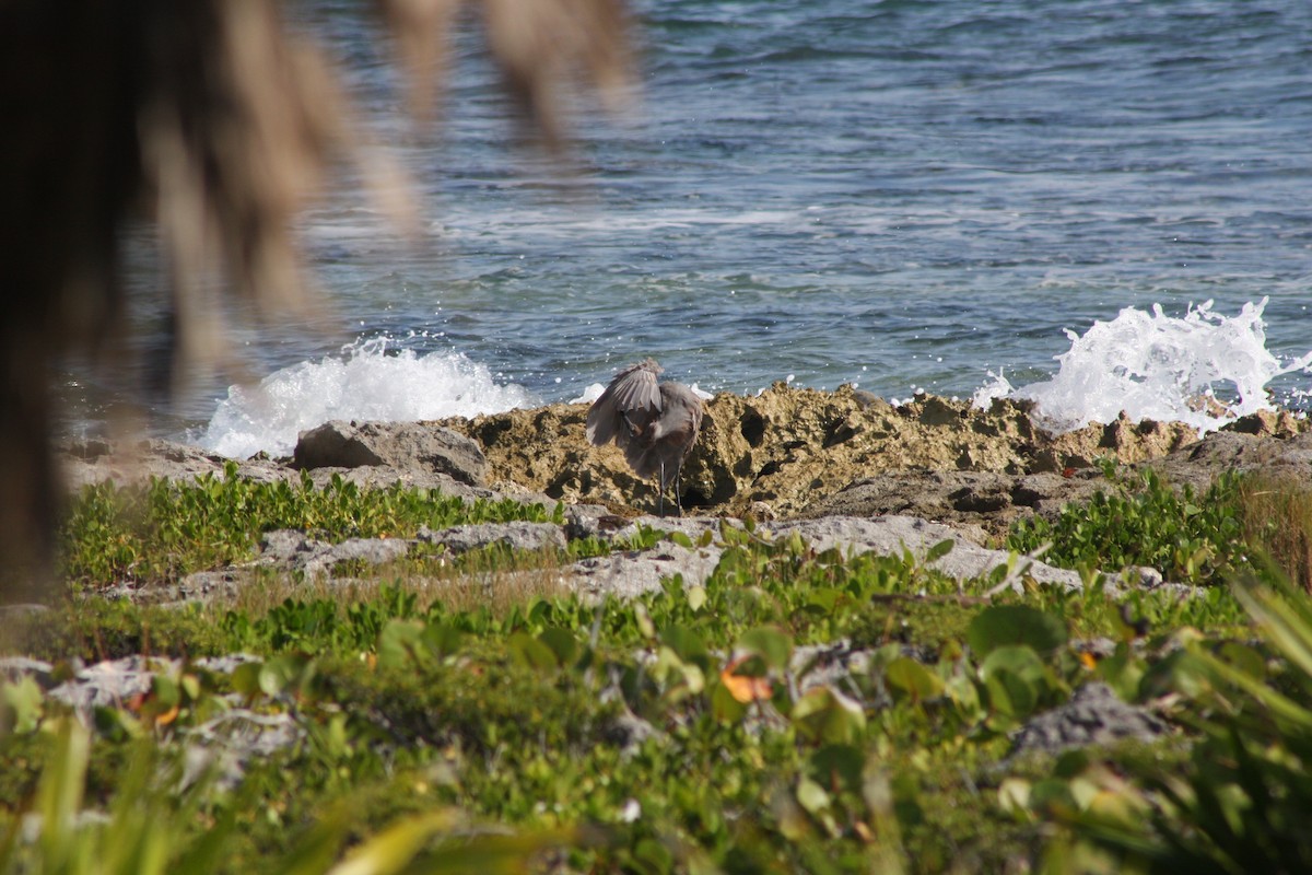 volavka červenavá - ML646882604