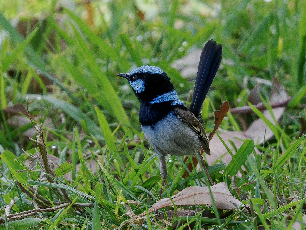Superb Fairywren - ML646882605