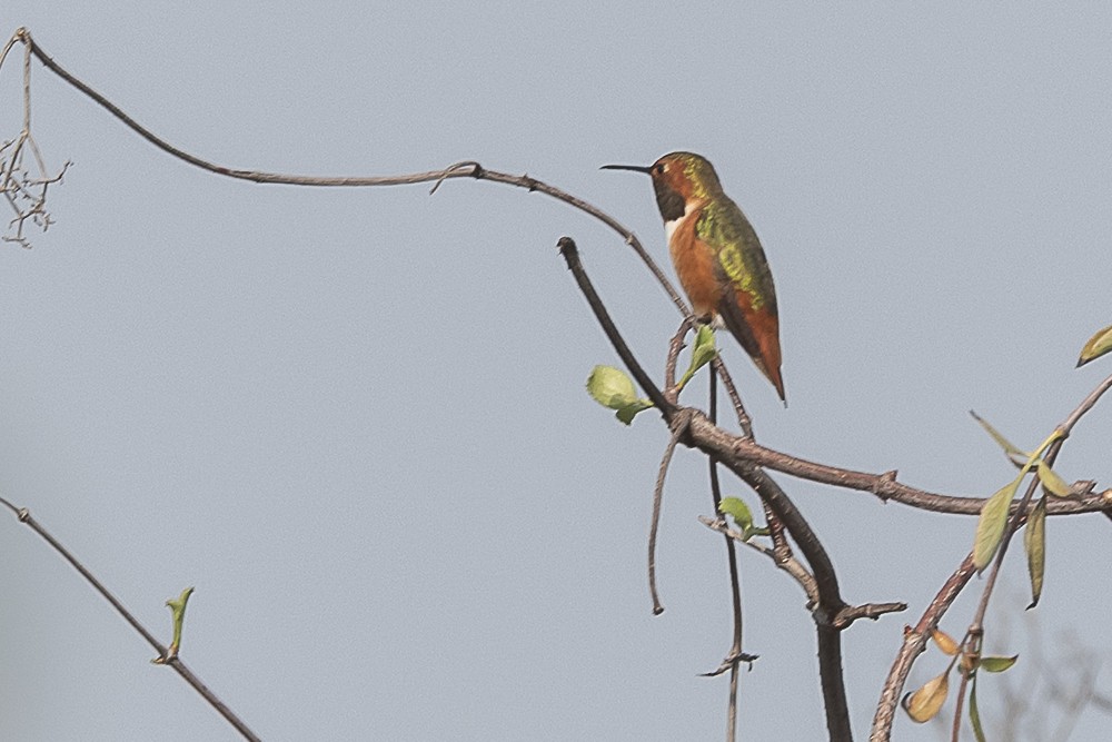 Allen's Hummingbird - ML646882606