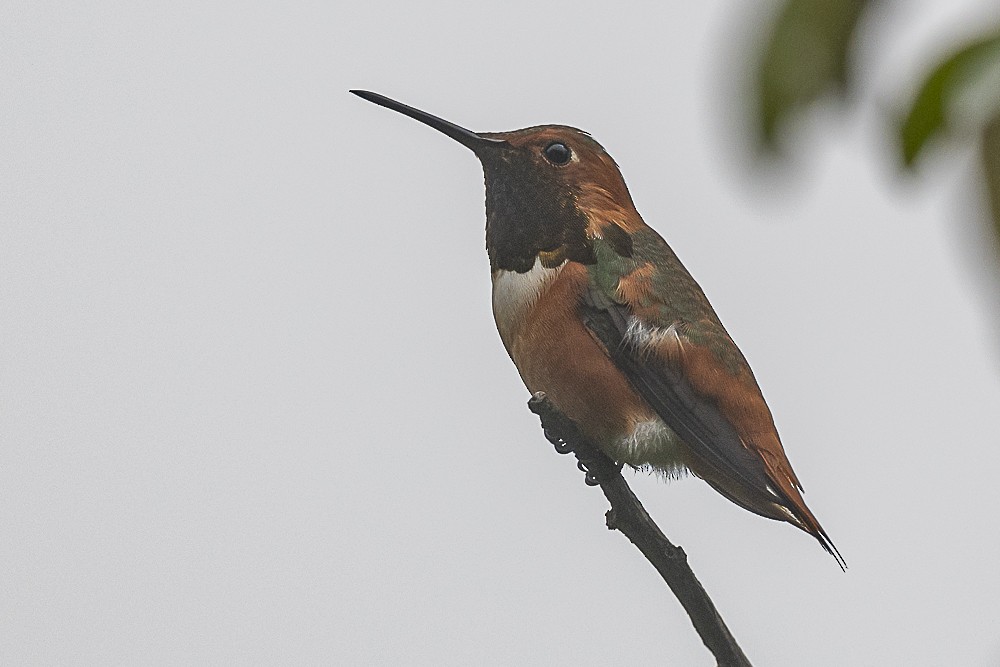 Allen's Hummingbird - ML646882607