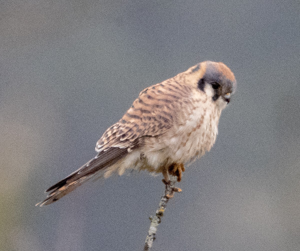 Crécerelle d'Amérique - ML646882608