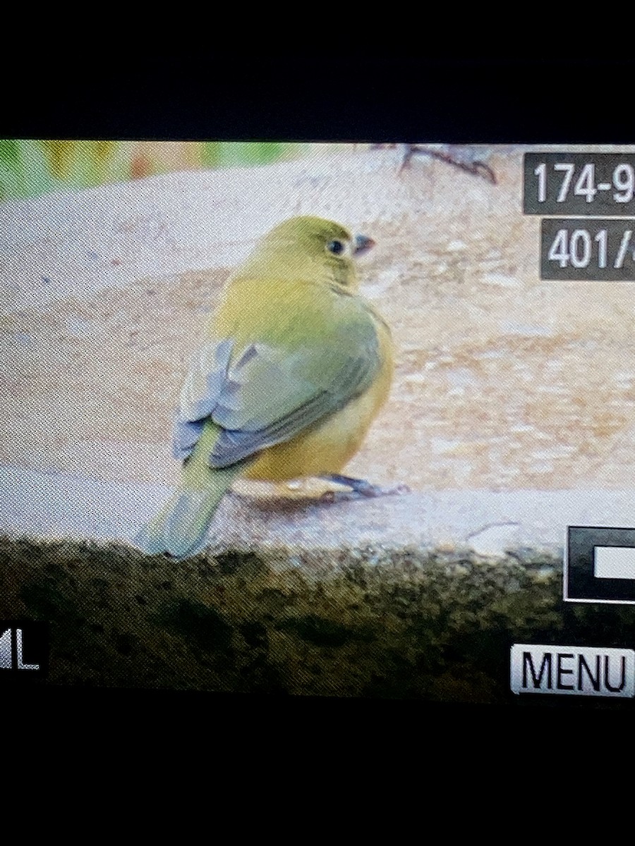 Papstfink - ML646882609