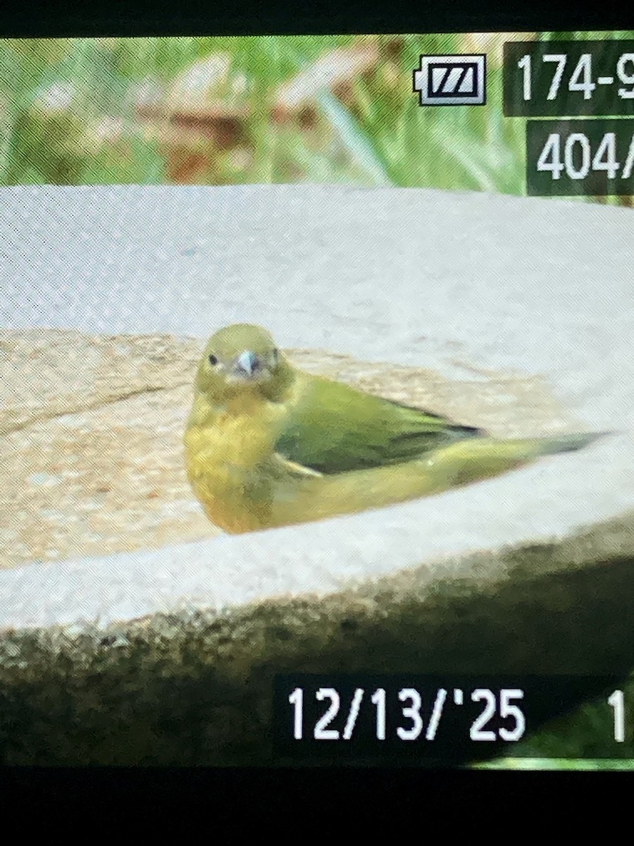 Papstfink - ML646882610