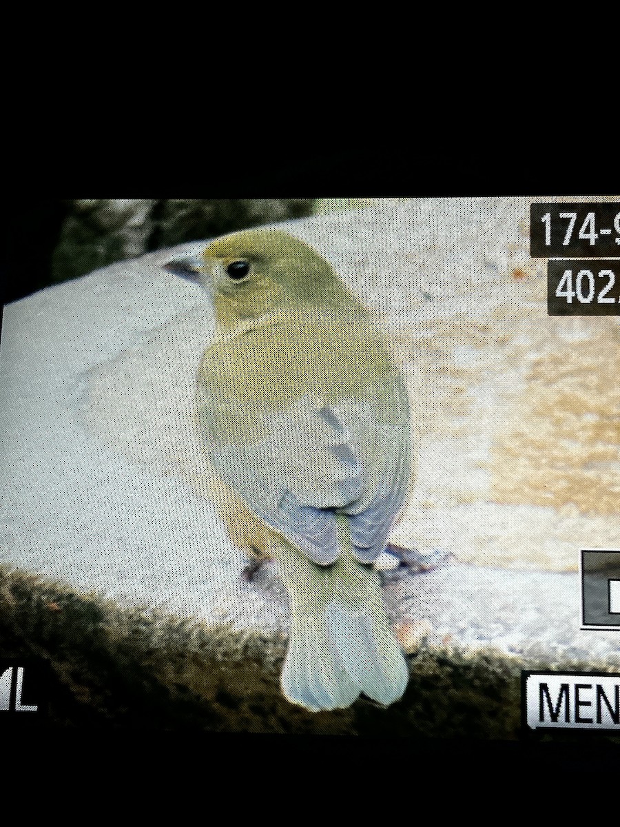 Papstfink - ML646882611