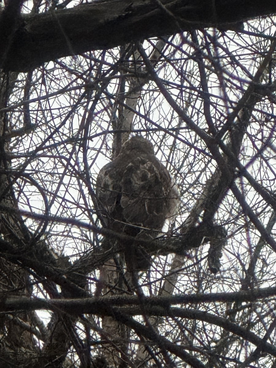 Buteo sp. - ML646882613