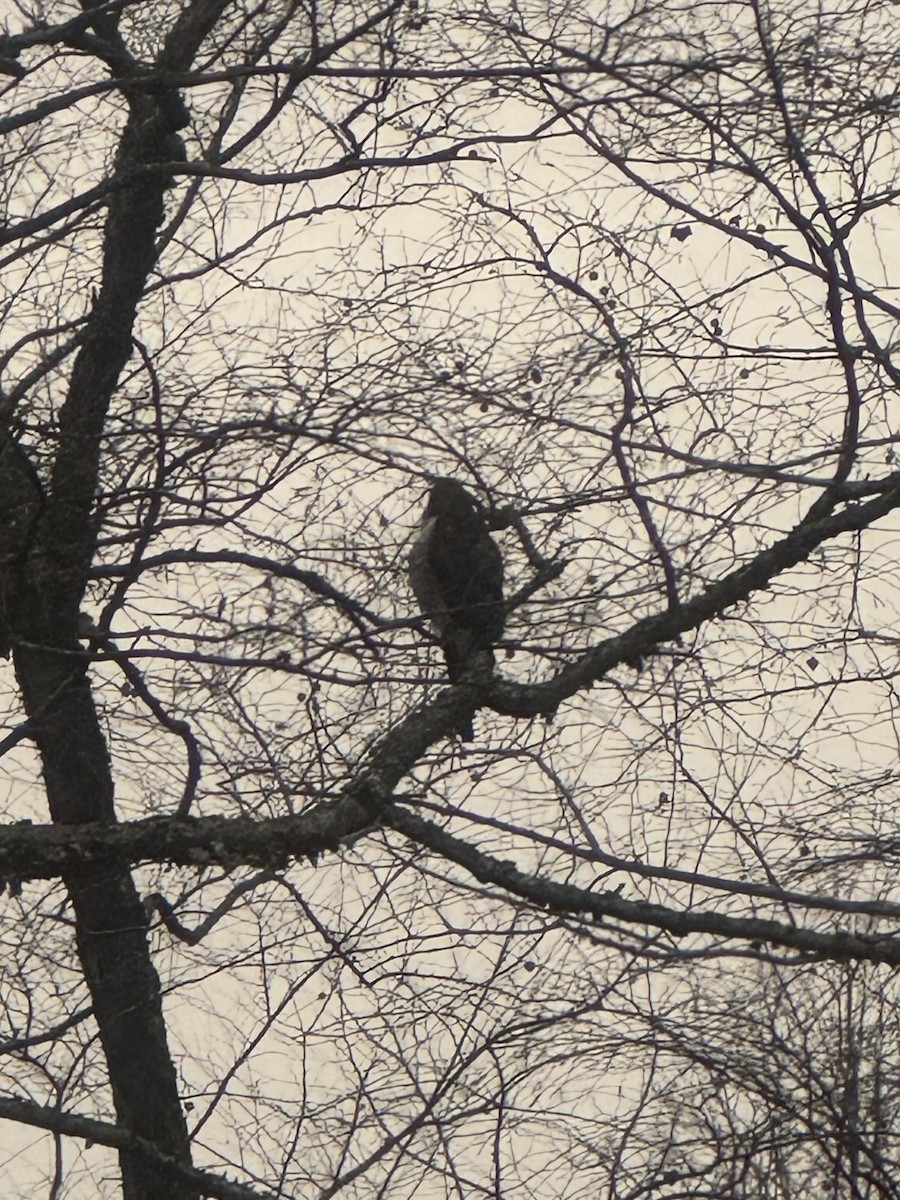 Buteo sp. - ML646882614