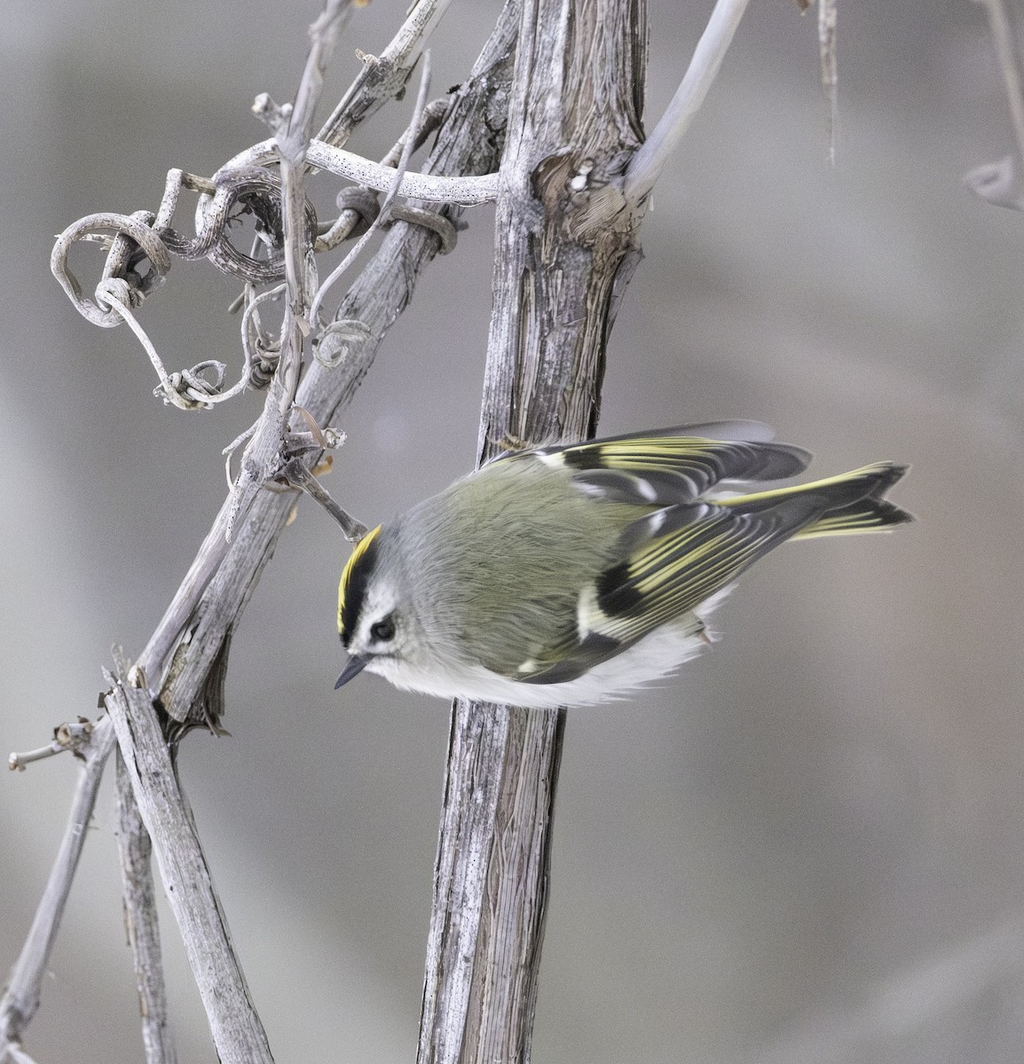 Золотоголовый королёк - ML646882616