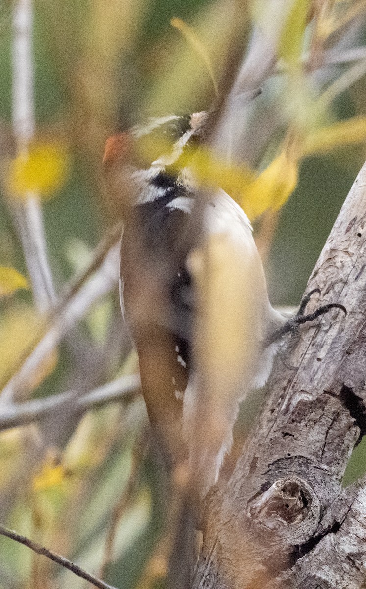 Pic chevelu - ML646882619