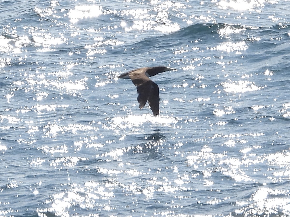 Brown Booby - ML646882620