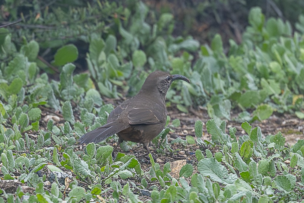 California Thrasher - ML646882622