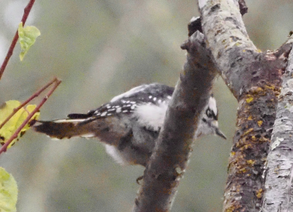 Pic mineur - ML646882627