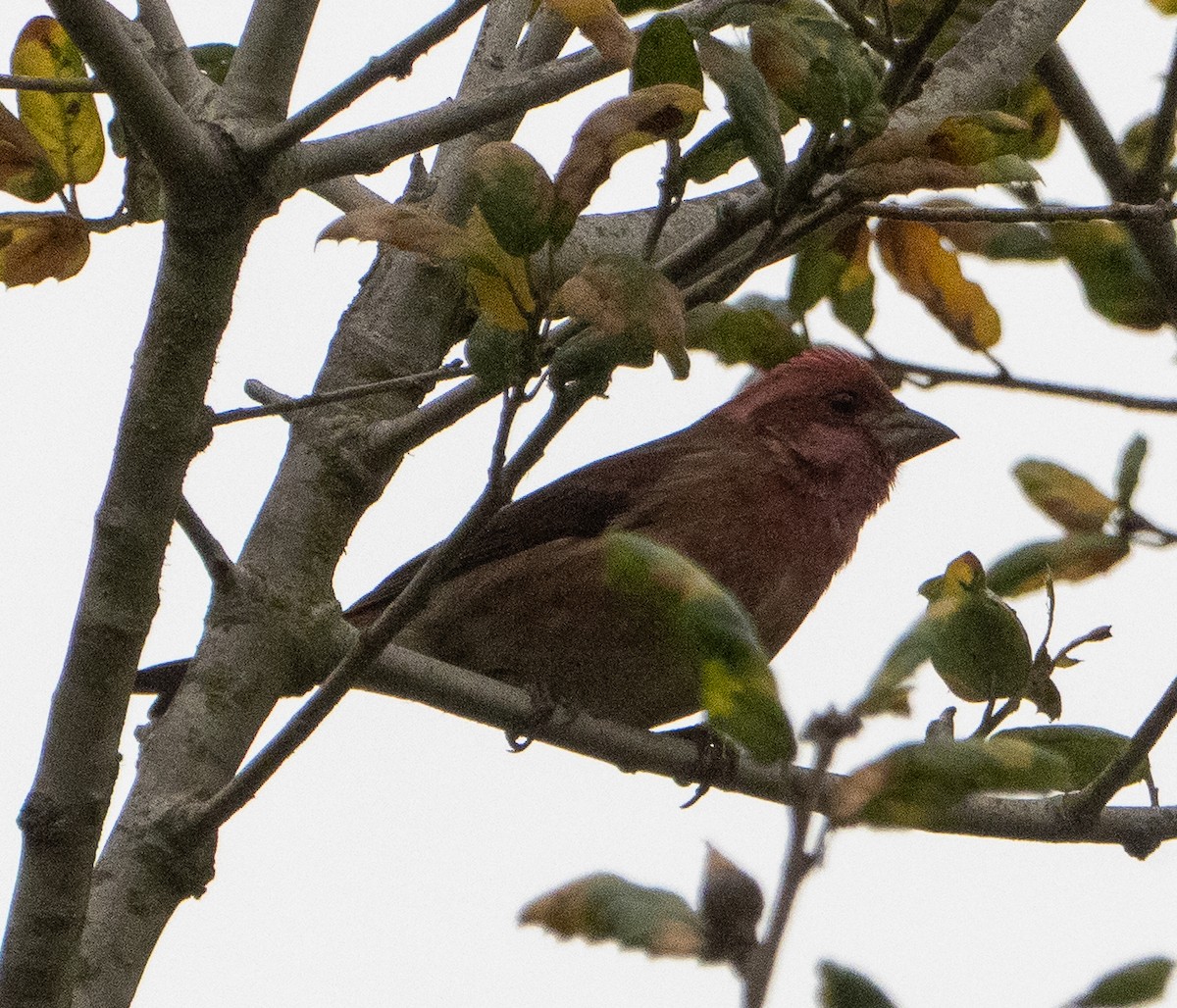 Roselin pourpré - ML646882629