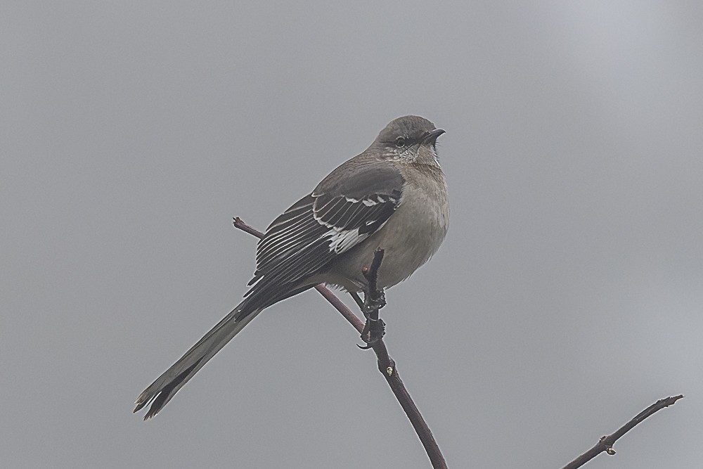 Northern Mockingbird - ML646882630