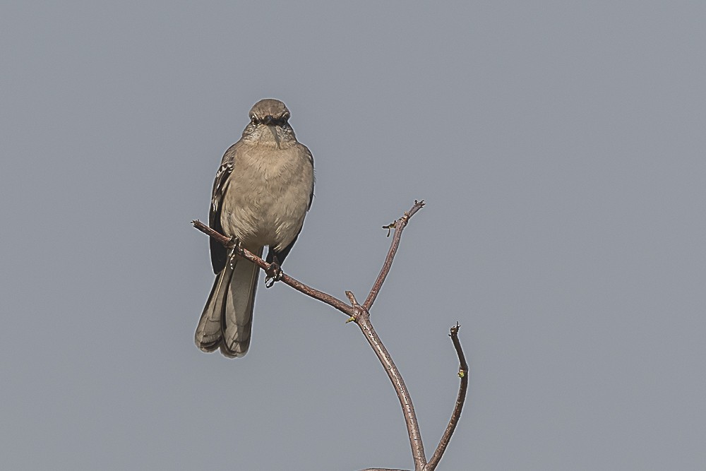 Northern Mockingbird - ML646882631
