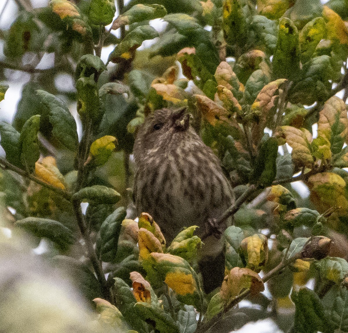 Roselin pourpré - ML646882632