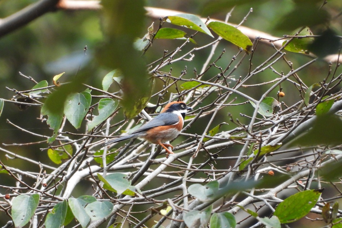 Black-throated Tit - ML646882637