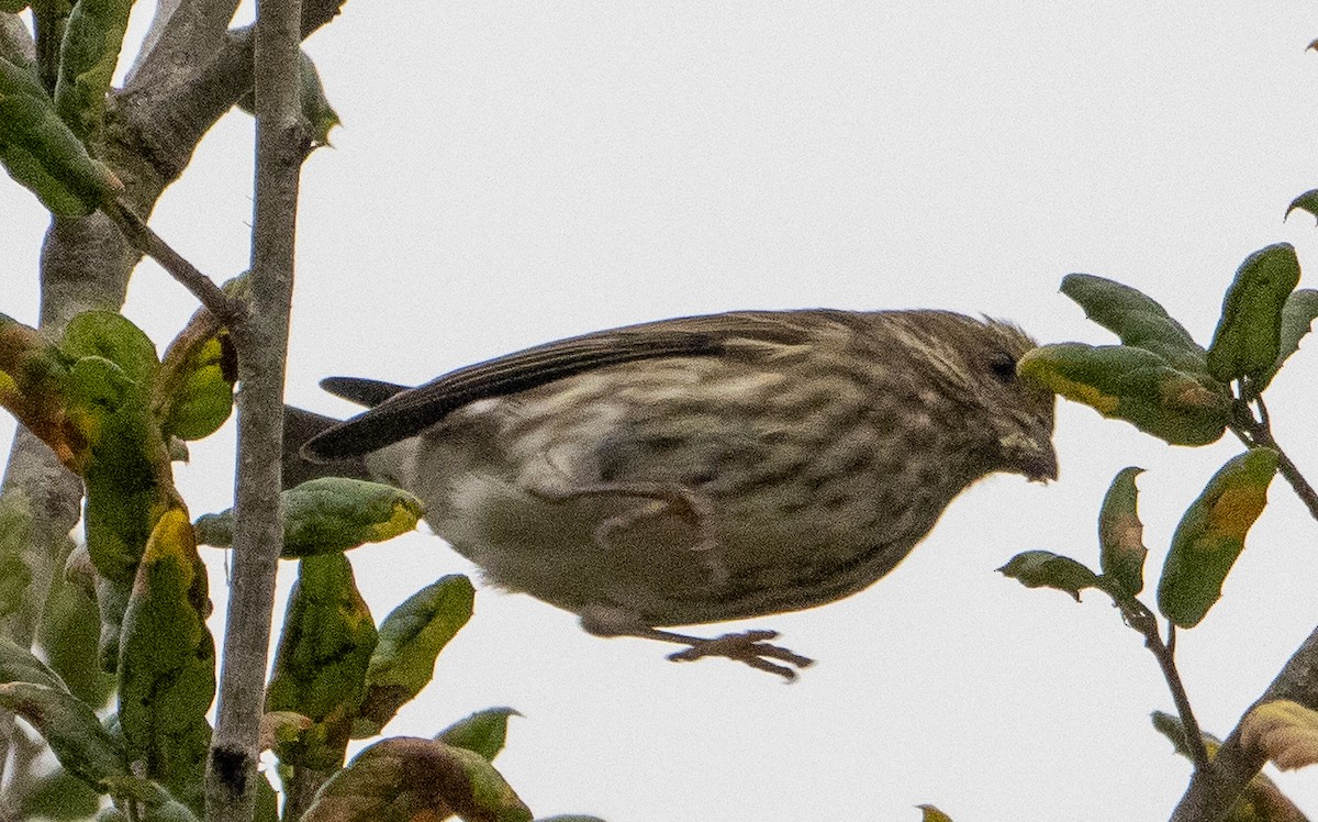 Roselin pourpré - ML646882638