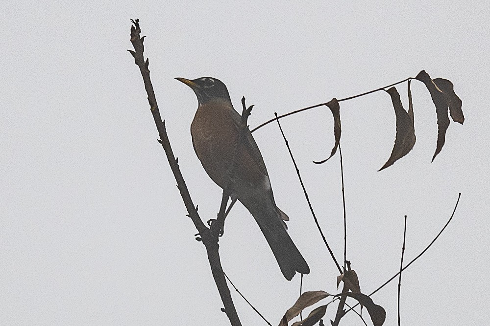 American Robin - ML646882642