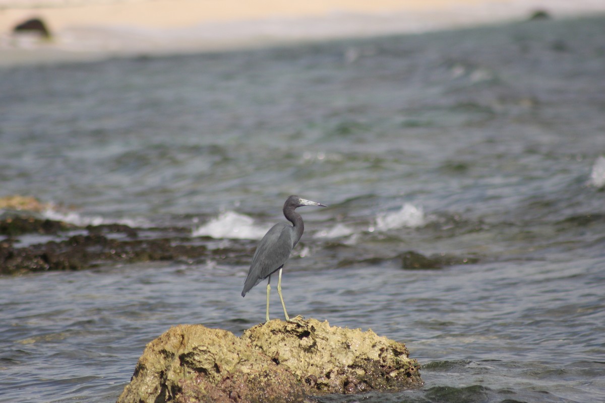 volavka modrošedá - ML646882643