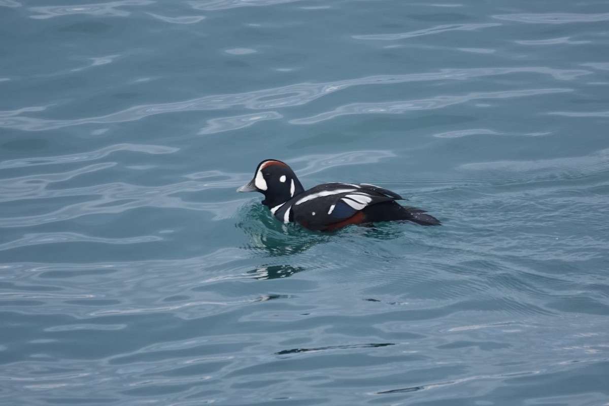 Pato Arlequín - ML646882644