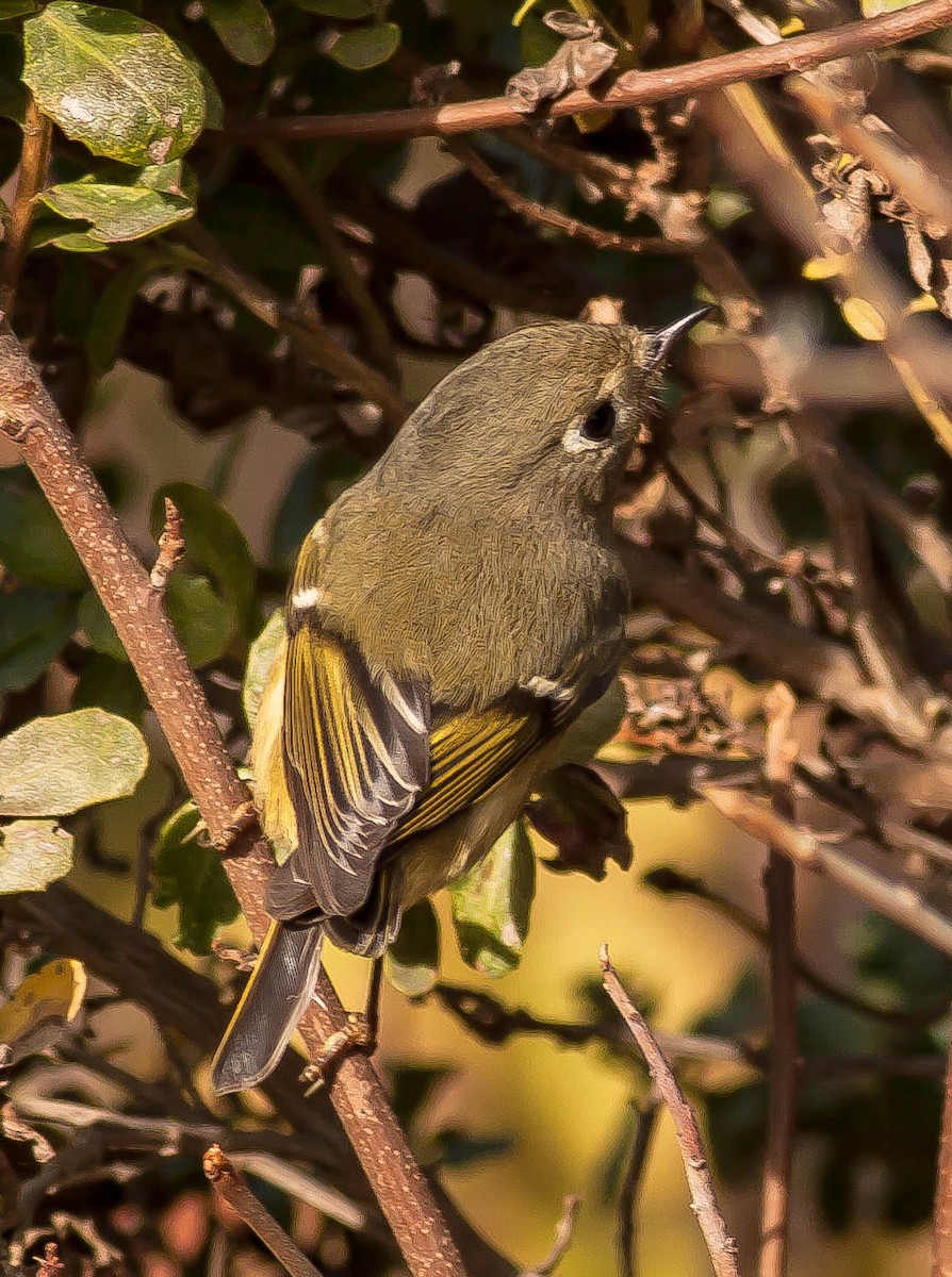 Ruby-crowned Kinglet - ML646882645
