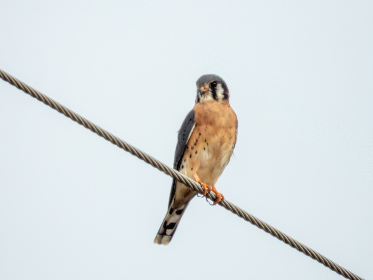 American Kestrel - ML646882652
