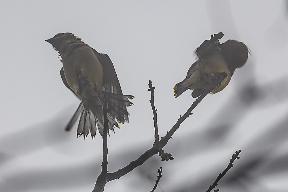 Cedar Waxwing - ML646882654