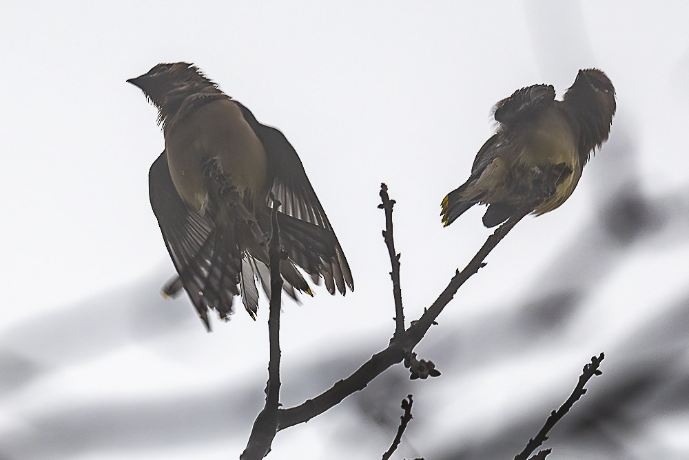 Cedar Waxwing - ML646882655