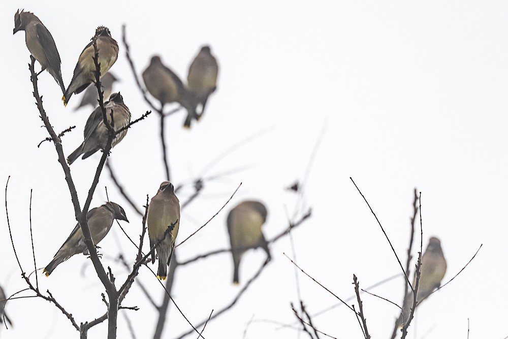 Cedar Waxwing - ML646882656