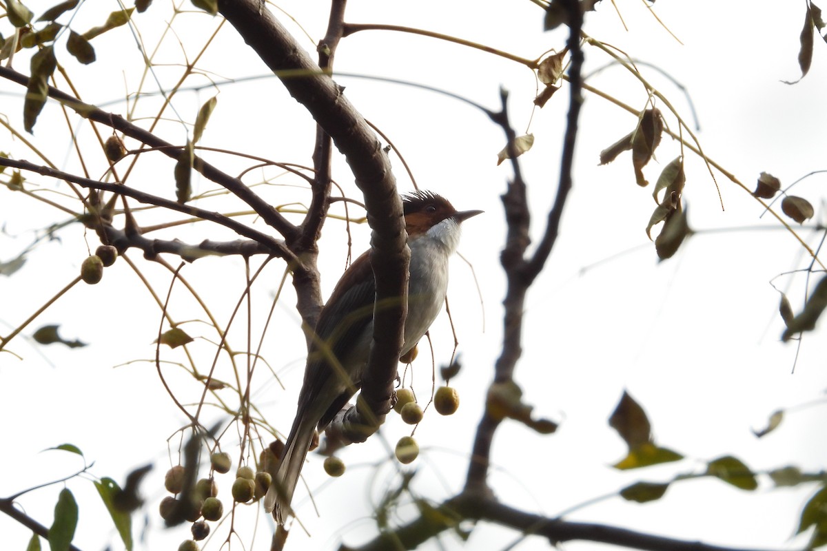 Chestnut Bulbul - ML646882657