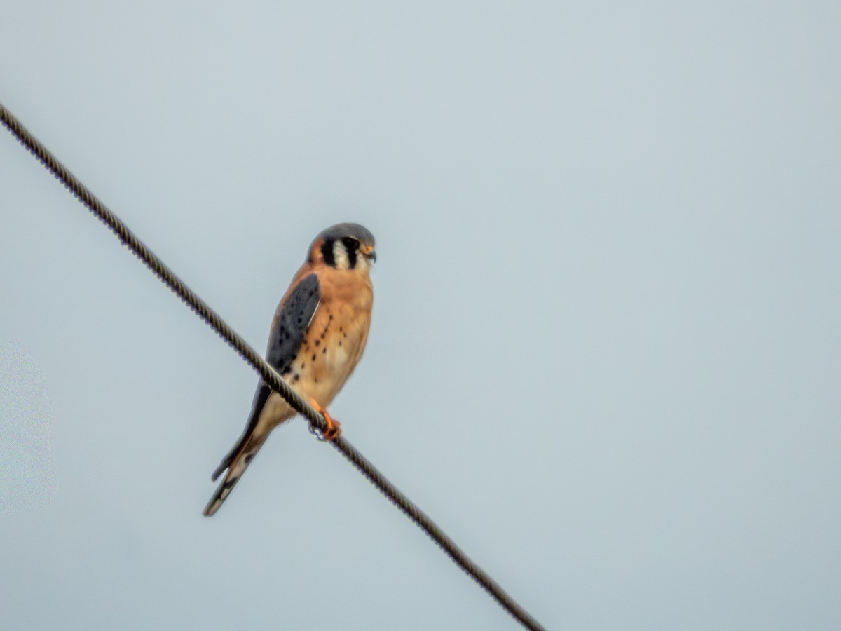 American Kestrel - ML646882658