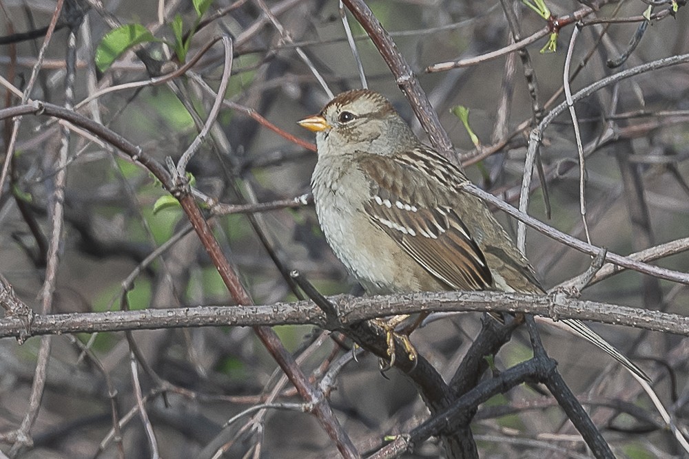 strnadec bělopásý - ML646882661