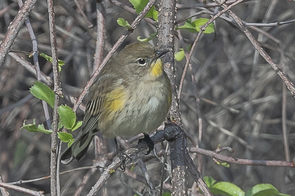 Yellow-rumped Warbler - ML646882668
