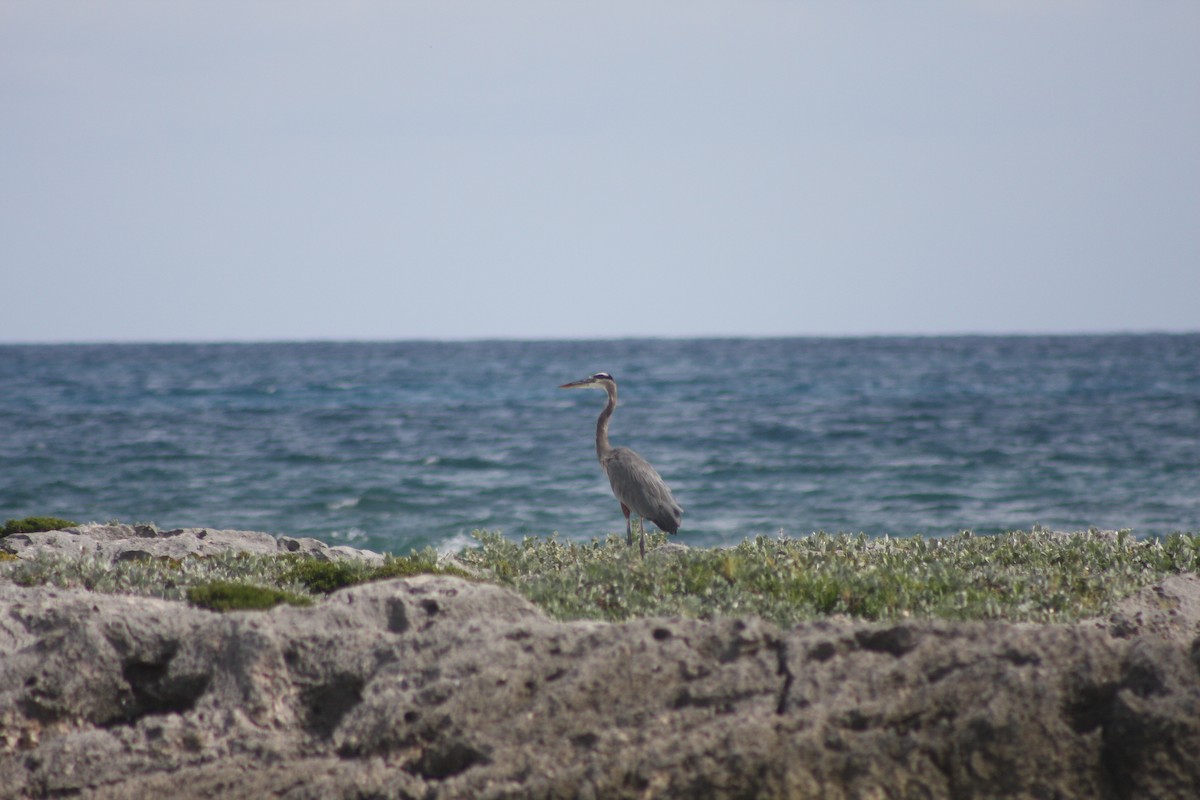 Great Blue Heron - ML646882669
